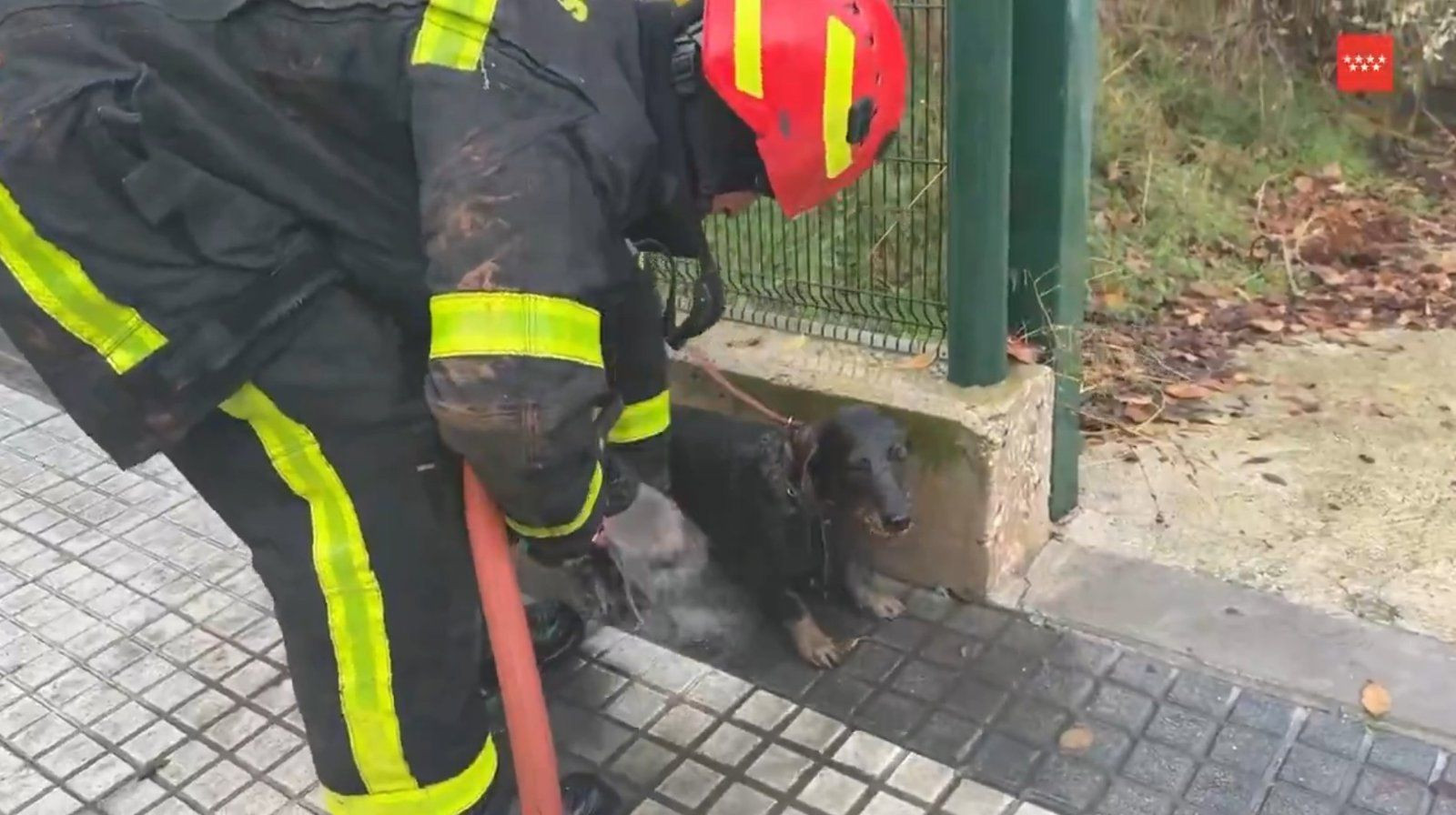 Los bomberos rescatan a un perro teckel atrapado en un desagüe en Majadahonda