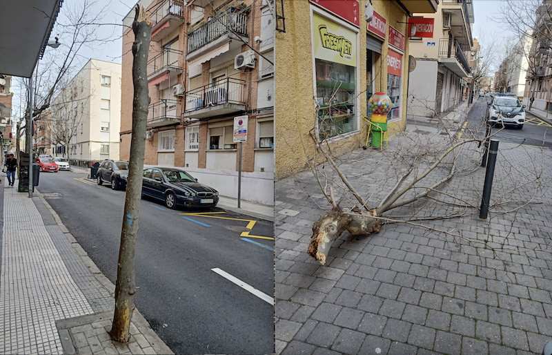 La falta de mantenimiento de zonas verdes llega al pleno de Majadahonda entre críticas y polémica política La falta de mantenimiento de zonas verdes llega al pleno de Majadahonda entre críticas y polémica política