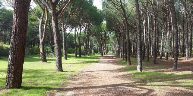 Comienza la campaña de poda en las zonas verdes de Majadahonda Comienza la campaña de poda en las zonas verdes de Majadahonda