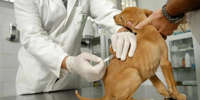Arranca la campaña de vacunación de mascotas de Majadahonda 