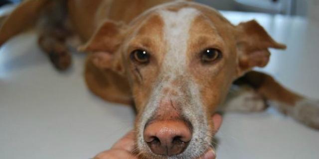 Campaña en Majadahonda para prevenir el abandono de mascotas Campaña en Majadahonda para prevenir el abandono de mascotas