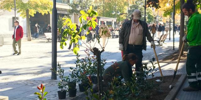 La Gran Vía renueva su aspecto con nuevas especies de arbustos La Gran Vía renueva su aspecto con nuevas especies de arbustos
