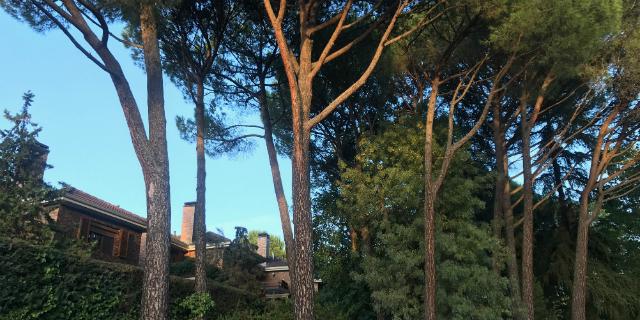 El Ayuntamiento instala un nuevo vallado en el Pinar de Doña Consuelo