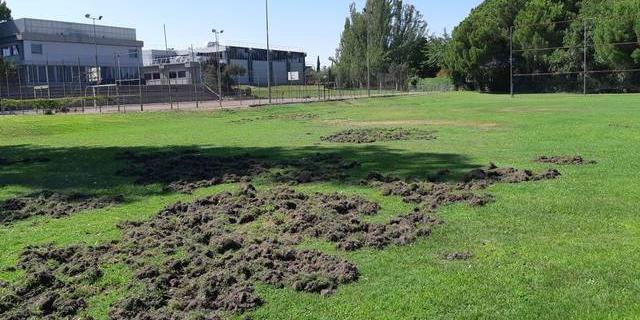Perros pastores ayudarán a controlar la presencia de jabalíes en zonas urbanas de Majadahonda Perros pastores ayudarán a controlar la presencia de jabalíes en zonas urbanas de Majadahonda