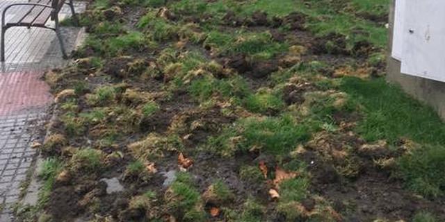 Los problemas con los jabalíes en Majadahonda llevan al PSOE a pedir la convocatoria de la Junta de Portavoces