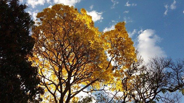 Madera de Ipé, el toque cálido y exótico que necesita la terraza Madera de Ipé, el toque cálido y exótico que necesita la terraza
