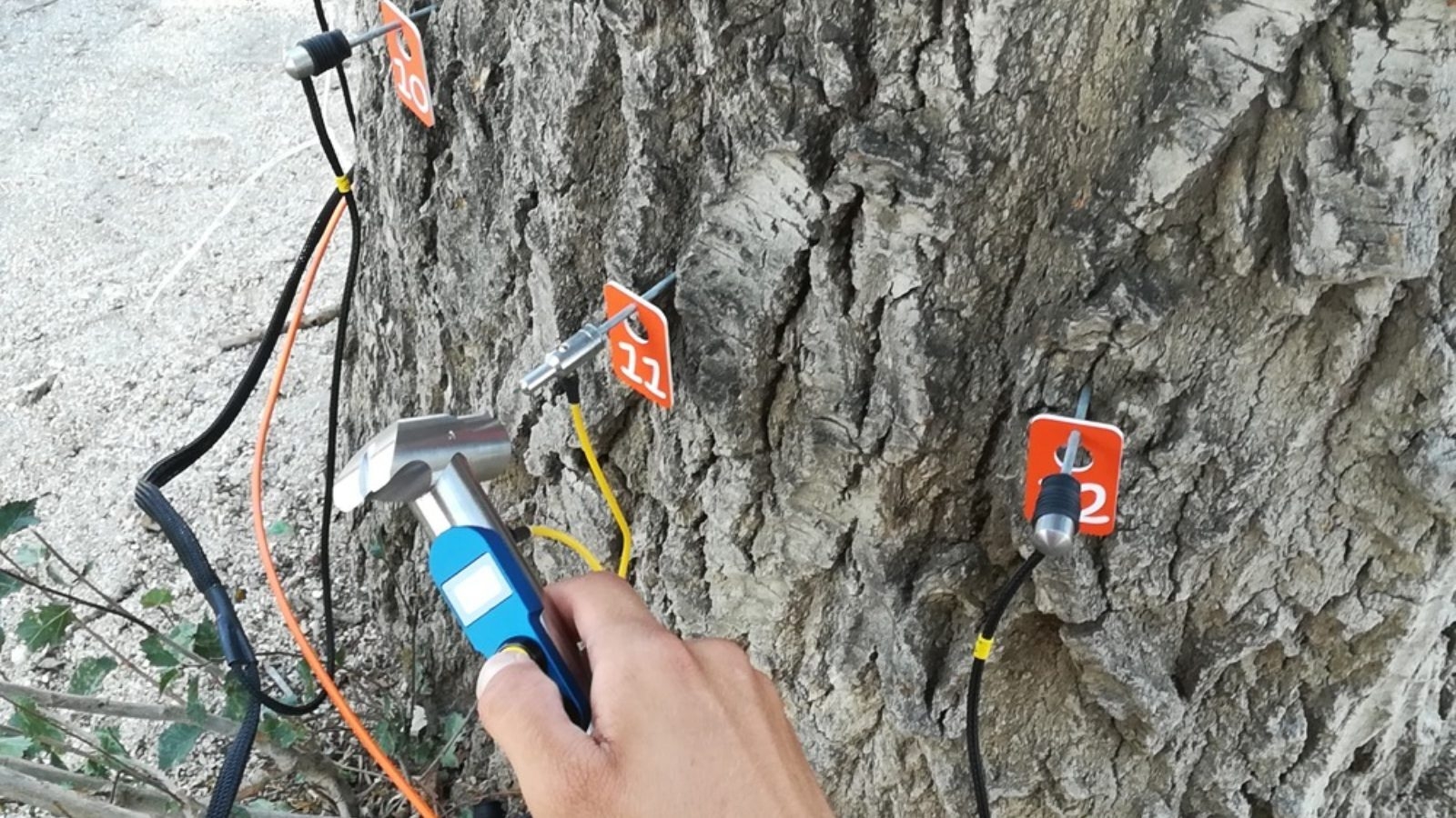 Majadahonda completa la evaluación de riesgo del arbolado municipal