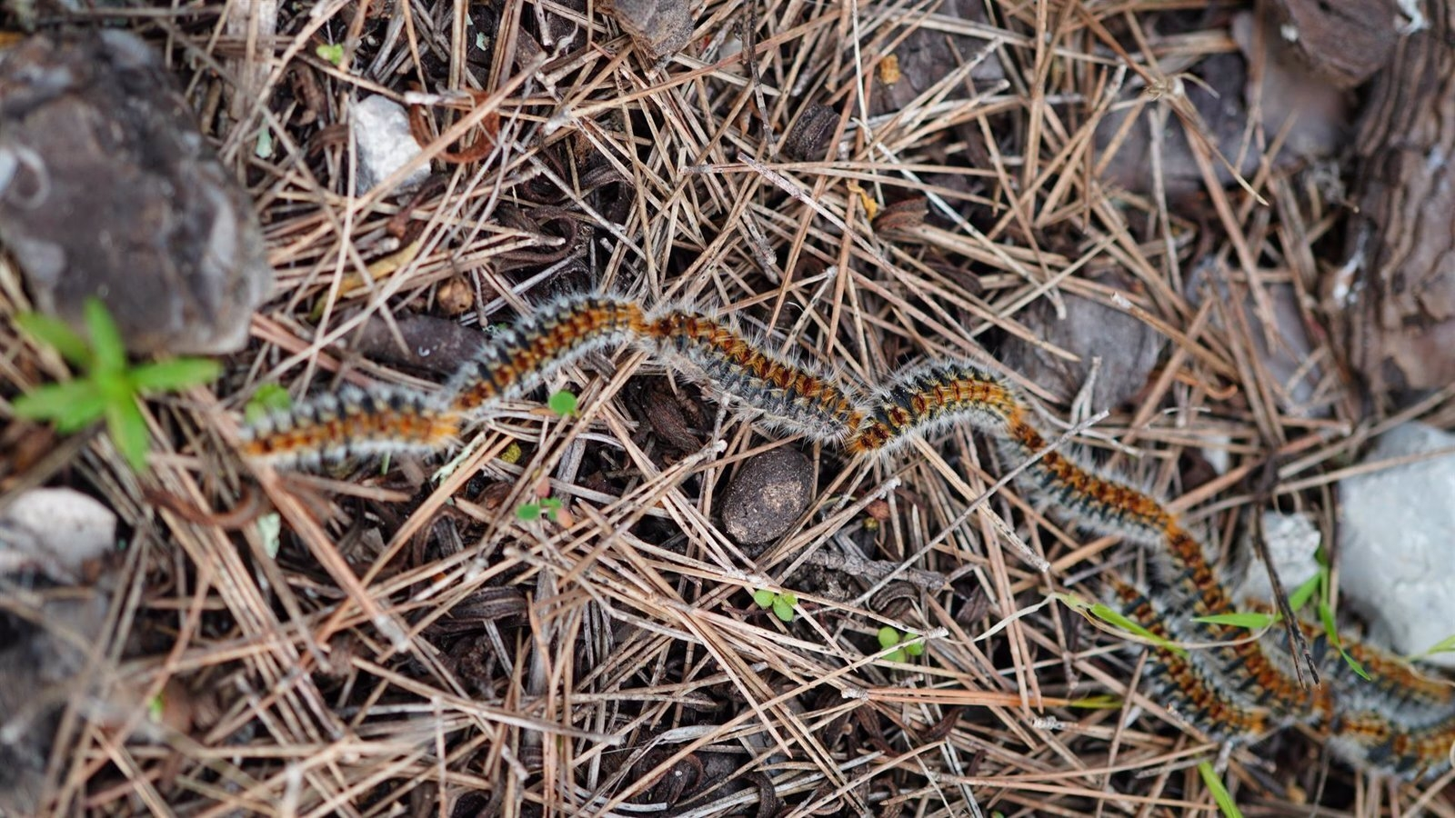 El Ayuntamiento de Majadahonda refuerza sus medidas contra la oruga procesionaria