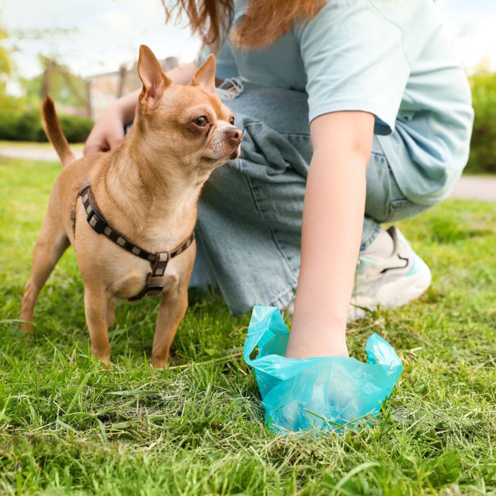Majadahonda refuerza en febrero la vigilancia en parques y calles para garantizar el civismo de los dueños de mascotas