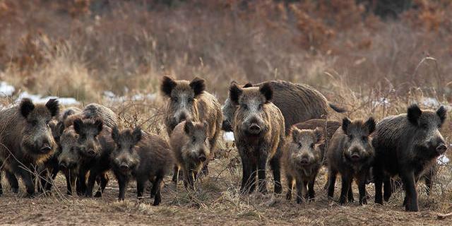 Ecologistas en Acción Majadahonda propone medidas que eviten el efecto llamada de los jabalíes