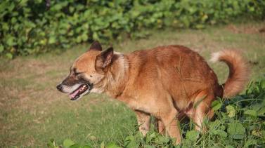 majadahonda-rechazan-multar-a-duenos-de-mascotas-por-no-recoger