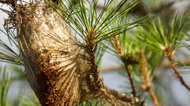 adelanto-de-la-procesionaria-majadahonda-refuerza-las-medidas-de-control-en-parques-y-zonas-forestales