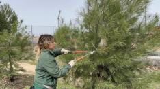 majadahonda-talara-pinos-afectados-por-plagas-en-el-parque-del-reventon-para-proteger-el-arbolado