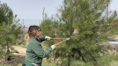 majadahonda-talara-pinos-afectados-por-plagas-en-el-parque-del-reventon-para-proteger-el-arbolado