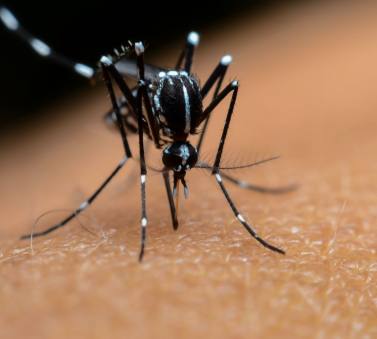 majadahonda-intensifica-medidas-para-controlar-el-mosquito-tigre