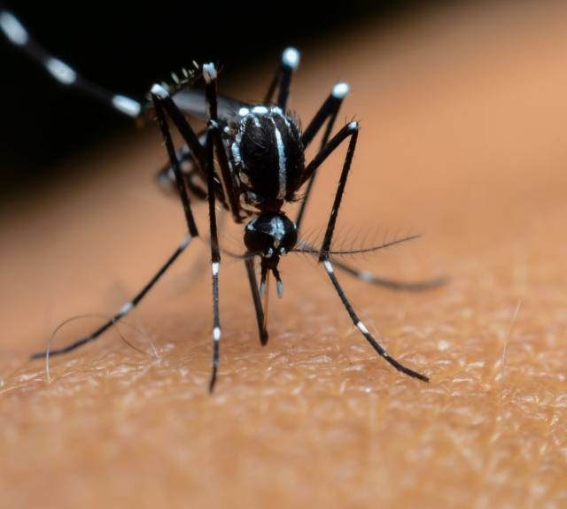 majadahonda-intensifica-medidas-para-controlar-el-mosquito-tigre