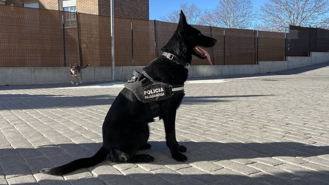 Un nuevo perro policía se incorpora a la Unidad Canina de Majadahonda