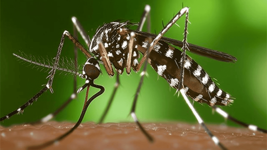 Majadahonda intensifica los esfuerzos para controlar la propagación del mosquito tigre