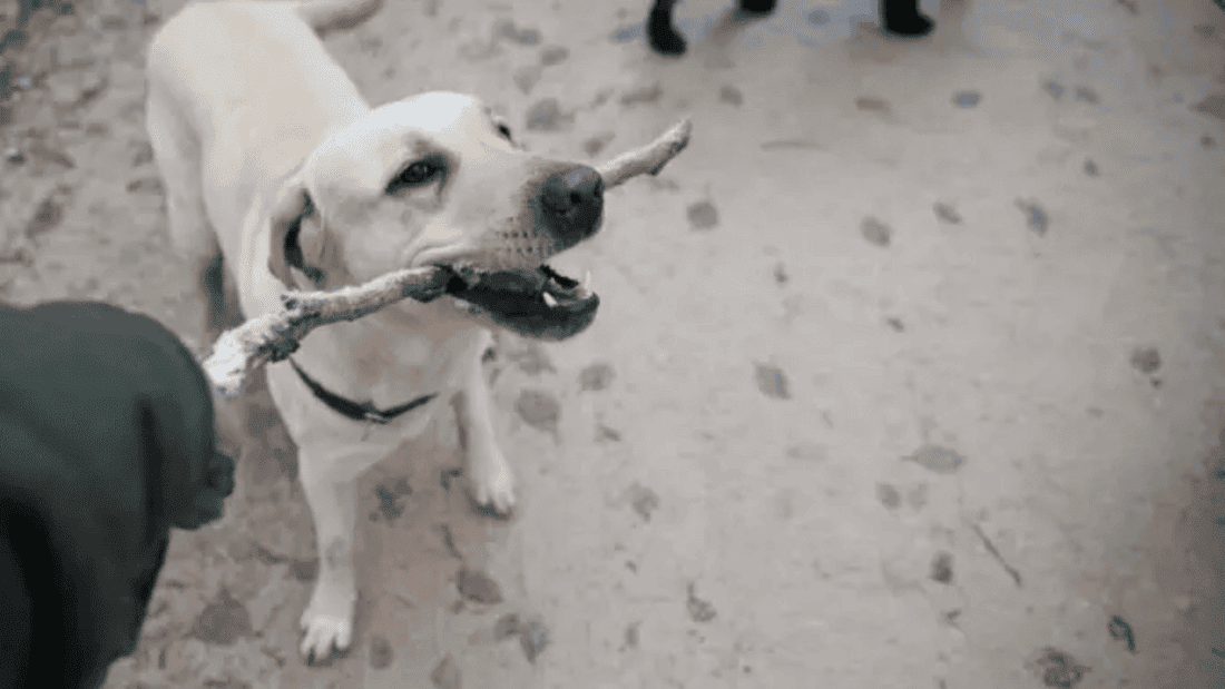 Majadahonda lanza un protocolo de voluntariado en el CICAM para garantizar el bienestar animal