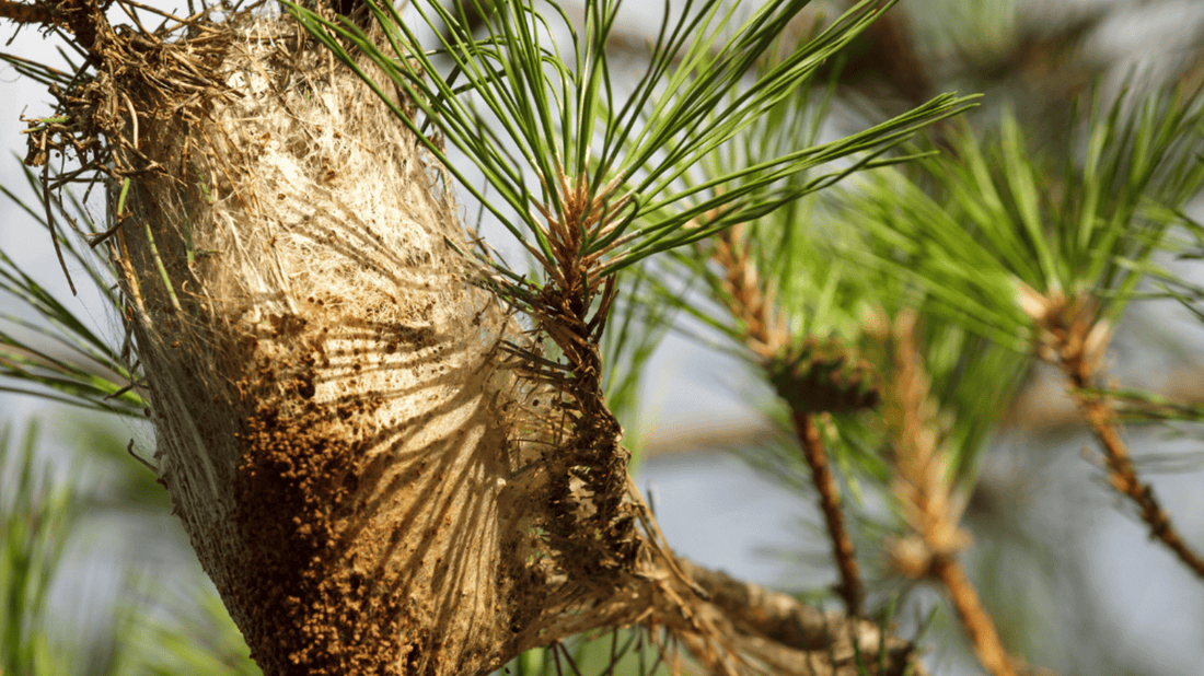 Adelanto de la procesionaria: Majadahonda refuerza las medidas de control en parques y zonas forestales