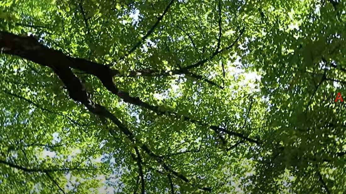 Majadahonda revalida su título de “Ciudad Árbol del Mundo” por quinto año consecutivo